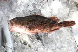 200527_chibaya2.jpg